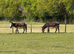 2 bonded gelding donkeys