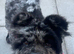 Girl and boy beautiful dogs