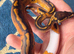 Pied het albino