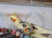 cockatiels for sale