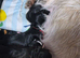 Shih tzu x patterdale