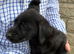 Pure yellow and black Labradors ready now.