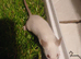 pet mice delivery available