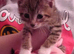 2 kittens