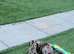 *+*+*+*+*+ KENNEL CLUB REGISTERED MINIATURE DACHSHUND *+*+*+*+*+