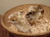Turkey Poults for sale