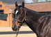Well bred colt with lots of potential in all spheres