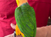 Beautiful healthy tamed pair of Caiques for sale