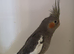 Baby Cockatiel
