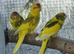 4 beautiful kakariki chicks available to reserve only til mid/late june