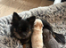 RESERVED Xs tiny silver female chihuahua