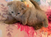 2 Scottish Fold boys