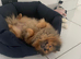 Pomeranian up for stud
