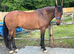 Schoolmaster 15.2 h reg Irish sports horse
