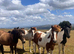 Beautiful group of homebred fillies