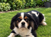 Cavalier King Charles