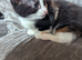 2 gorgeous kittens for sale