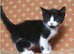 White and Tabby