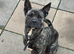 dutch shepherd puppies