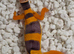 Mixed morph leopard geckos