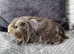 Two guinea pig girls