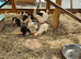 Indian Runner Duck ducklings