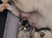Frug pups