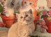 Champion Pedigree TICA Registered Kittens