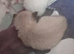 Beige cream kitten
