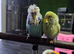 Examination budgie