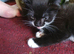 Three kittens for homing