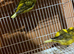 Pr canaries