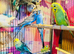Young budgies
