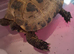 Horsefield tortoise