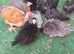 Bantam chickens
