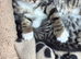 4 male Bengal x kittens for sale