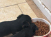 Pure Yorkshire terrier puppies