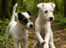 Parson russell pups
