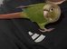 12 week old Green Cheek Conure