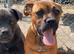 Cane corso x Rottweiler puppies