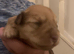 One Puppy Remaining Wheaton/ Caramel