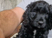 Cockapoo