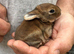 Baby Rex Bunny Doe Ready 14/8