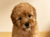 Beautiful Poochon puppies