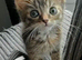8wk old kittens