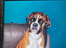 Proven boxer stud