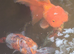 Young Oranda fry