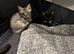 Ragdoll x kittens for sale
