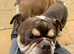English bulldog boy