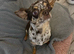 Stunning black Merle male smoothcoat